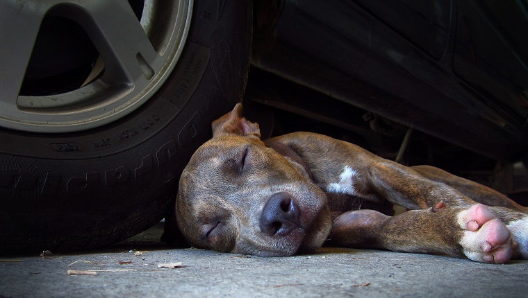 CARBON MONOXIDE POISONING SYMPTOMS IN DOGS visual data 8