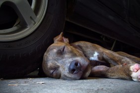 Dog Sleeping By Car