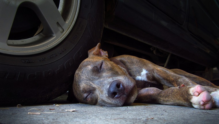 Dog Sleeping By Car
