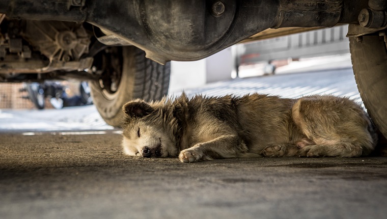 Dirty dog sleeping under the car