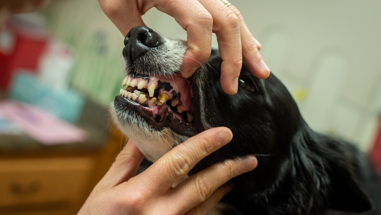 A Border Collie gets its teeth examined at the veterinarian. The dog's teeth are not in good condition.