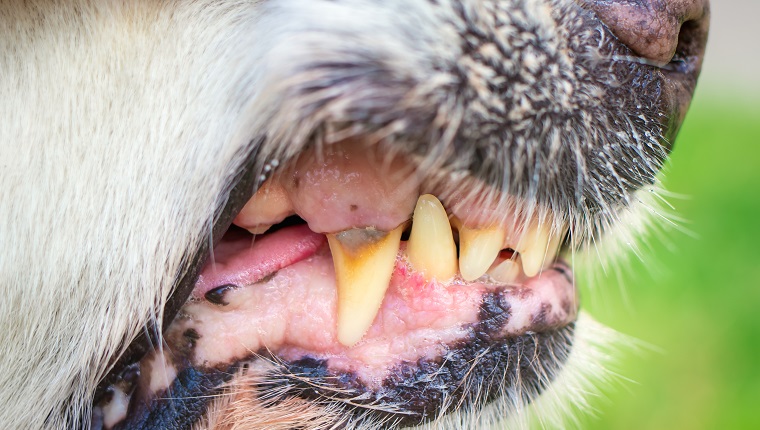 Close-up of a dog teeth and fangs. Concept of aggressive behavior of dogs and attacks on people. Angry domestic dogs guard private property. Caries and dental diseases in elderly dogs. Animal grin.