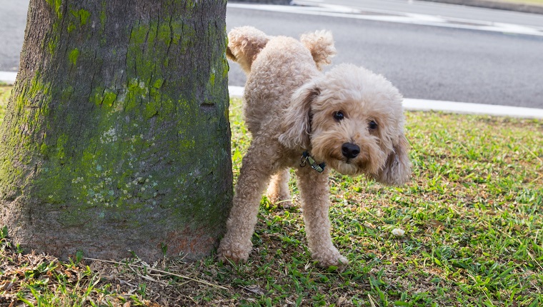 Male poodle urinating pee on tree trunk to mark territory in public park