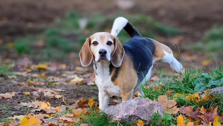 Beagle dog in fall park, peeing