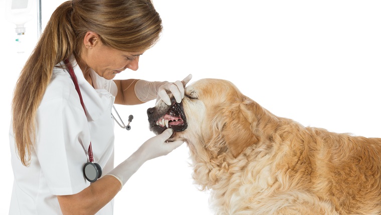 Veterinary performing a dental inspection to a Golden Retriever in clinical