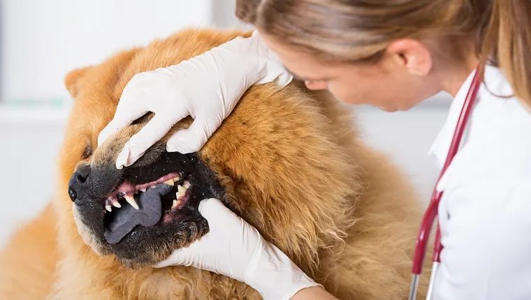 Veterinary performing a dental inspection to a Chow Chow in clinical