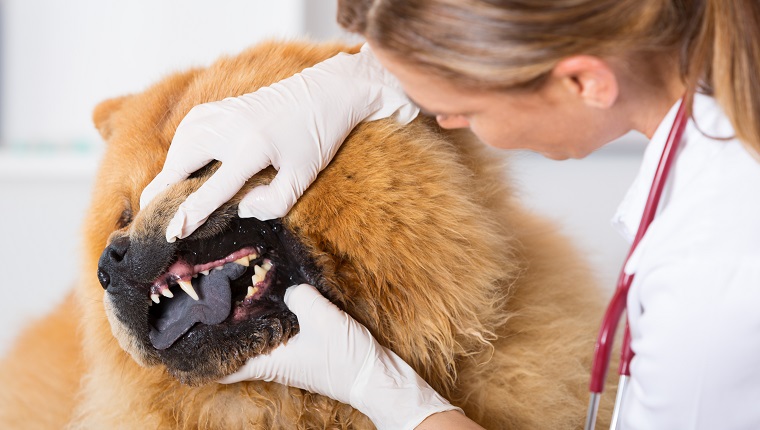 Oral Masses In Dogs Symptoms Causes And Treatments Dogtime
