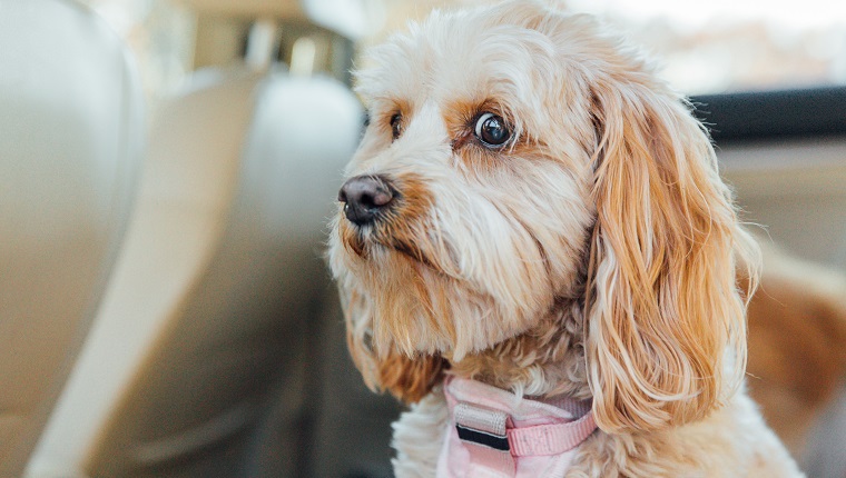 Worried dog face, nervous dog in car, scared dog in backseat of car. Conceptual image for anxiety, worry, and nervous traveler. Purebred dog is a Cavapoo, small dog breed poodle mix. Dog in backseat of care, anxiously waiting to be taken to the vet.