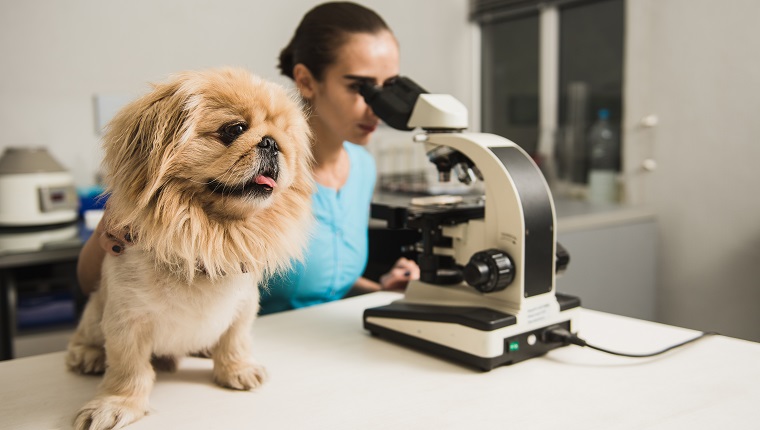 Female vet with dog and microscope. Female researcher with a microscope. Laboratory in the Veterinary Clinic. Focus on the dog.