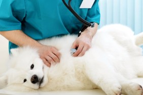 Samoyed dog on the examination by a veterinarian