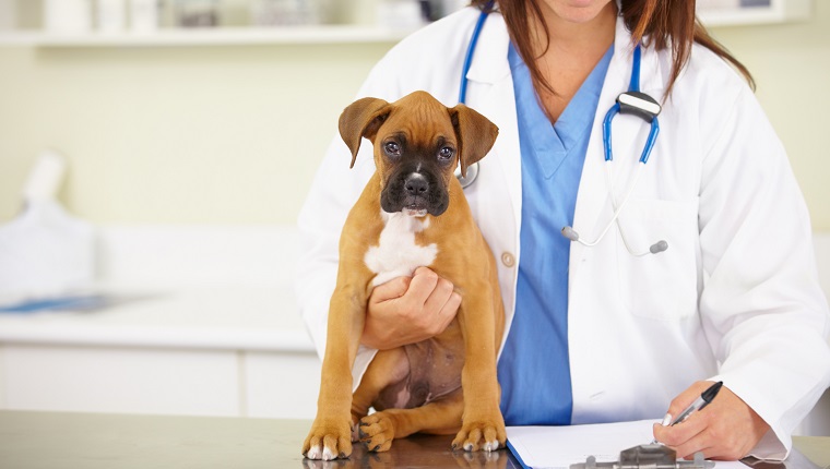 Shot of a young female veterinarian examining a puppy in her office