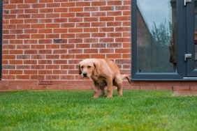 A low angle shot of a Fox Red Labrador puppy pooping in his garden.