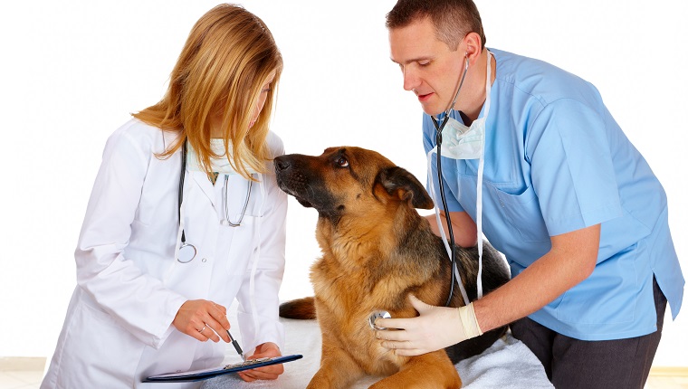 Vet and assistant examining dog, isolated on white