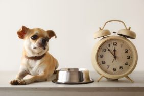 Chihuahua by dog bowl and alarm clock waiting for feeding routine
