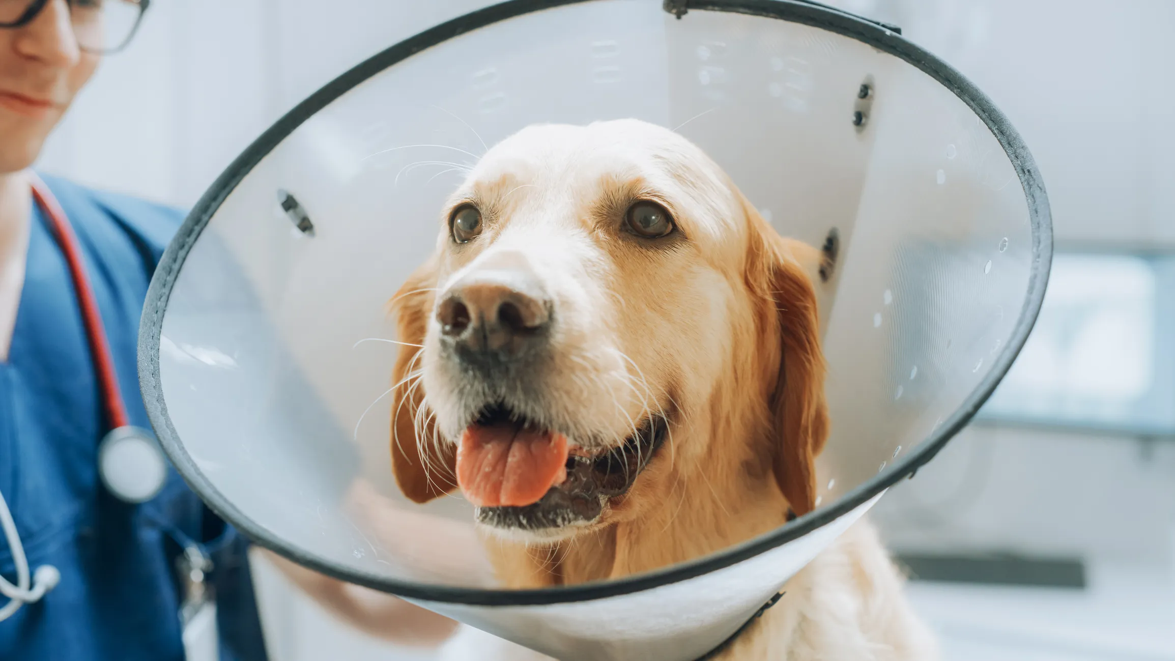 Male dog behavior after 2024 neutering