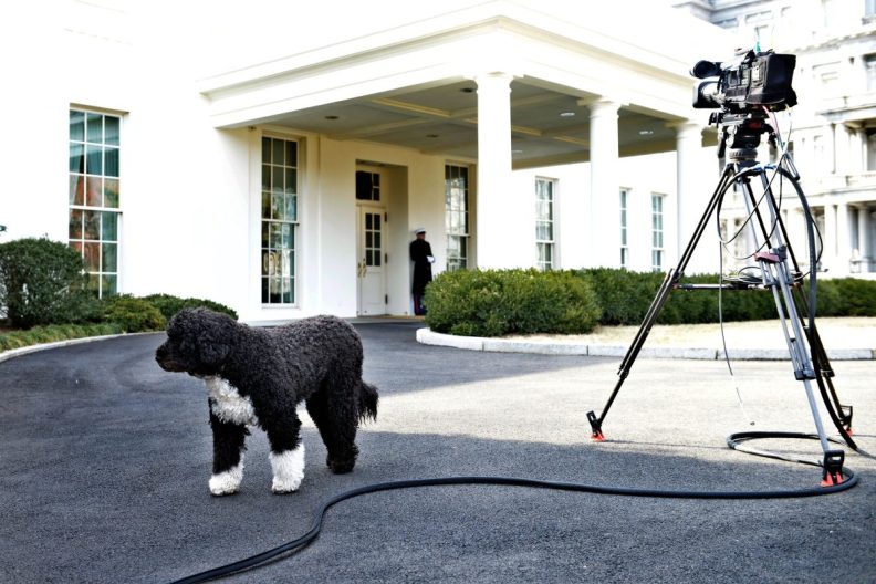 Bo, United States President Barack Obama's dog, is seen outside the West Wing of the White House