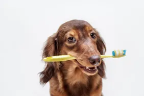 Dachshund dog holding toothbrush in mouth