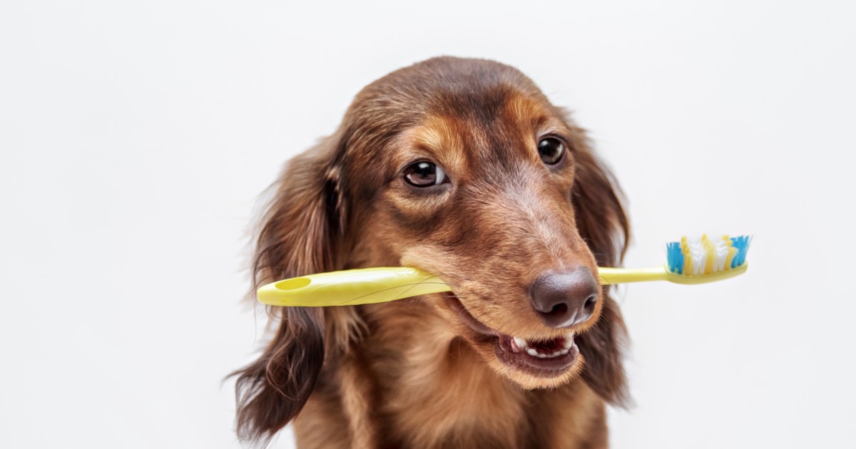 Top rated 3 Most Essential Pet Dental Care Guidelines