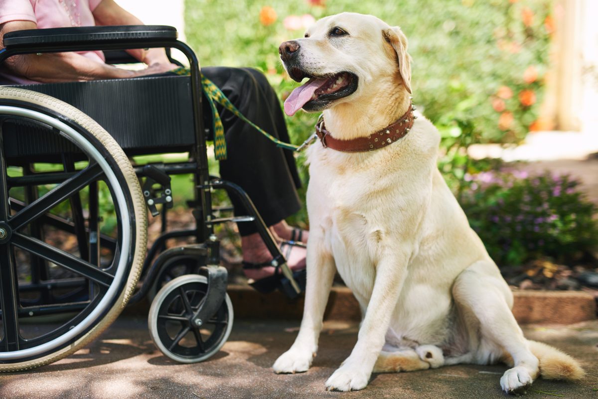10 Best Dog Breeds for Service Dogs: How to Choose and Which Is
