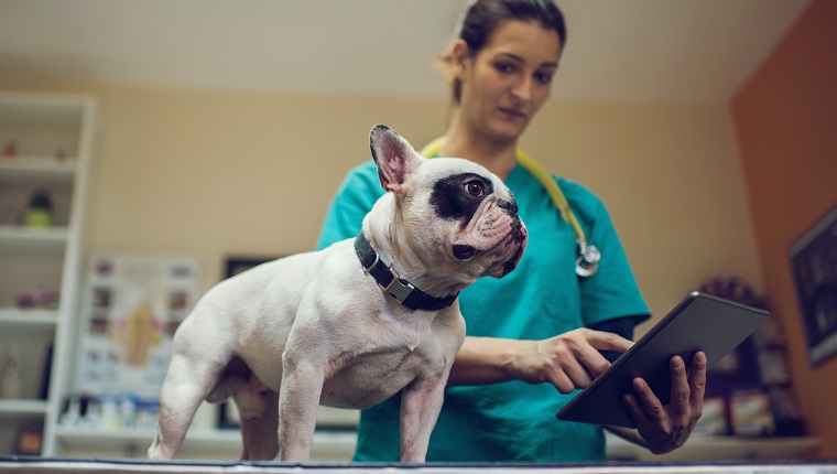 Paraneoplastic Syndromes In Dogs: Symptoms, Causes, & Treatments - Dogtime