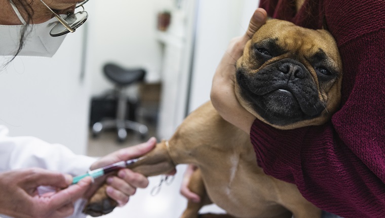 Barcelona, Spain. Veterinarian examining French Bulldog being held by woman. Animal, caucasian, examination, healthcare and medicine, vaccine, job, French Bulldog, physical examination, senior woman, doctor, cute, indoors, veterinary surgery, blood test