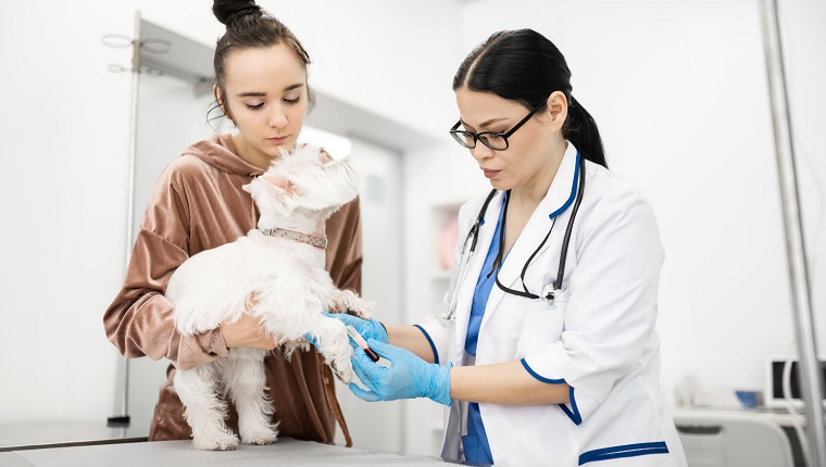 Thrombocytopathies In Dogs: Symptoms, Causes, & Treatments - DogTime