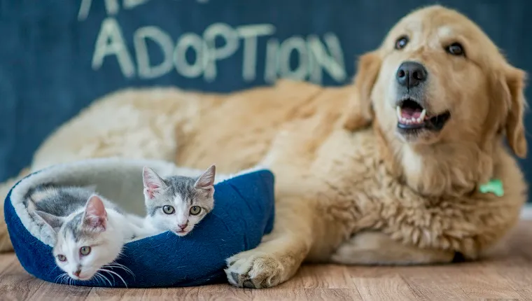 California Lawmakers Introduce Bill Of Rights For Dogs & Cats - DogTime