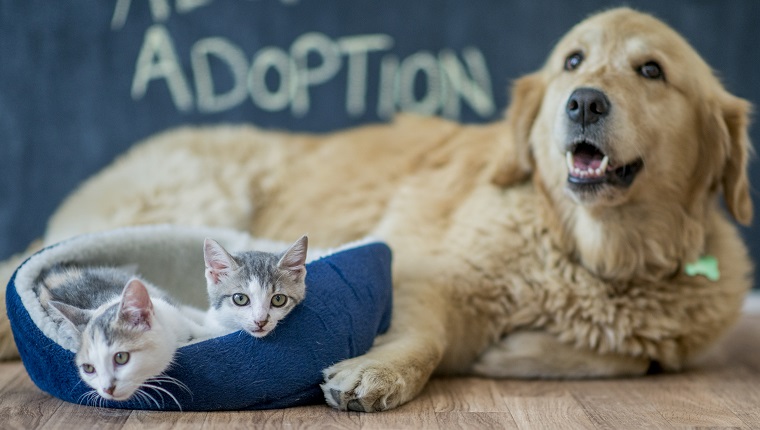 California Lawmakers Introduce Bill Of Rights For Dogs Cats DogTime