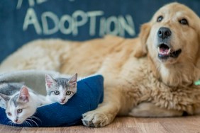 A golden retriever and two kittens are sitting in a home after a pet adoption. The word "adoption" is written the chalkboard wall.