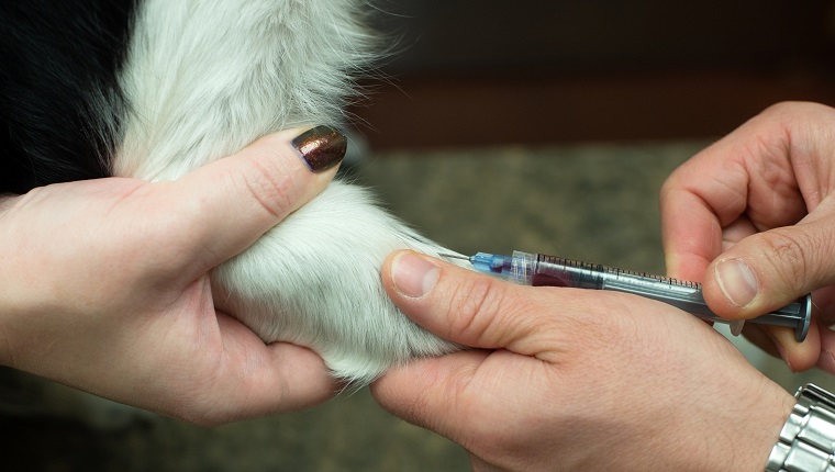 A dog gets blood drawn with a needle at the vet.