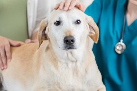 This is a closeup of a beautiful yellow lab as she sits on an exam table at the vet and is held and stroked by an unrecognizable owner and veterinary nurse to put her at ease before her examination.