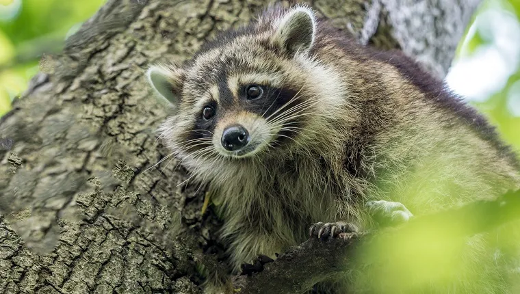 raccoon is a medium-sized mammal native to North America.