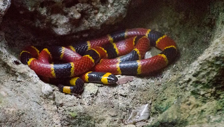 Viper extremely venomous coral snake