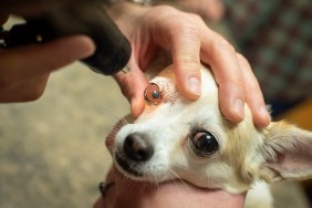 A tan and white Chihuahua on the exam table at a vet clinic receiving an eye exam from the veterinarian.
