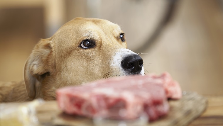 Dog in kitchen with steak on chopping board