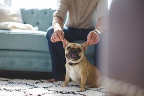 Young man pulling on dog's (French Bulldog) ears while dog looks at the camera