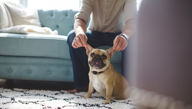 Young man pulling on dog's (French Bulldog) ears while dog looks at the camera