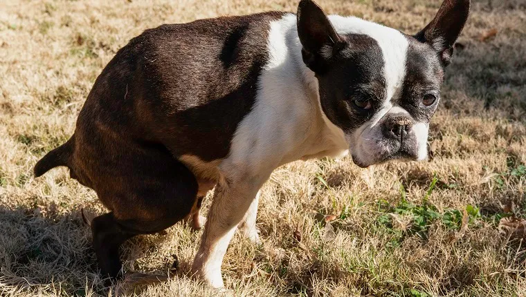 Greying elderly Boston Terrier looking at the camera while crouched in preparation for defecation.