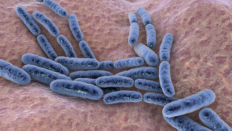 Lactobacillus bacteria, computer illustration. This is the main component of the human small intestine microbiome.