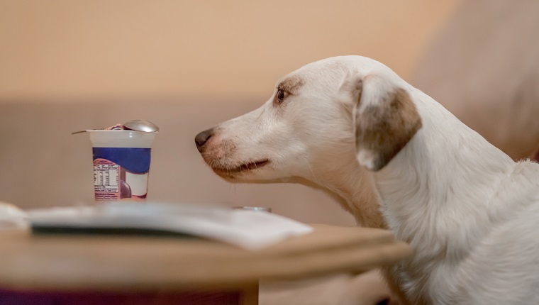 Labrador Sniffs A Yogurt Container Left On A Table Inside, Erfurt, Germany