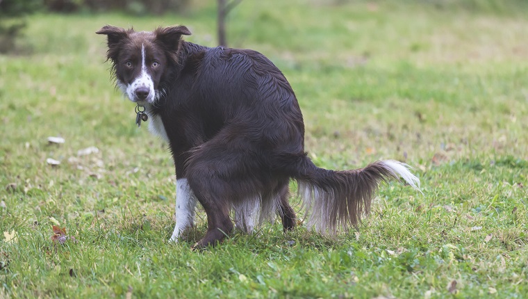 Clostridial Enterotoxicosis In Dogs: Symptoms, Causes, & Treatments ...