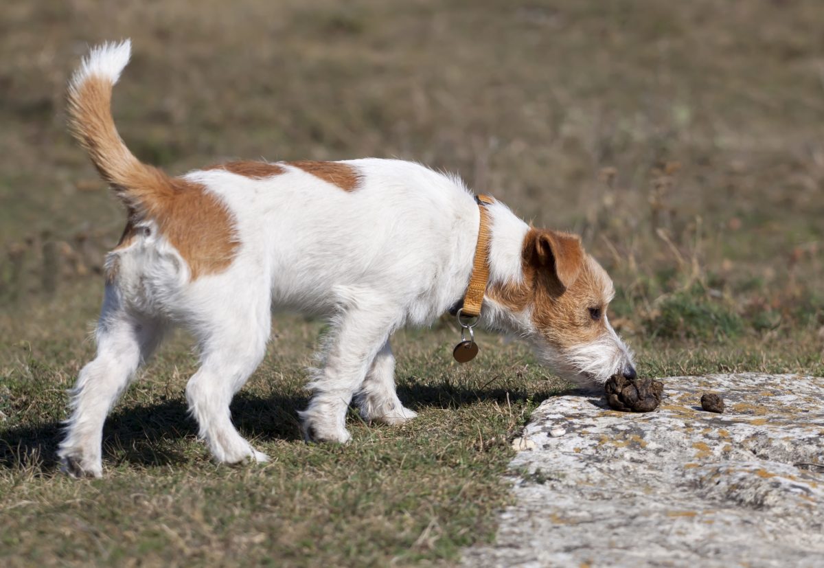 What to do when store your puppy eats poop