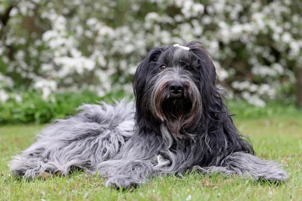 A Schapendoes dog lays in the grass looking content. 