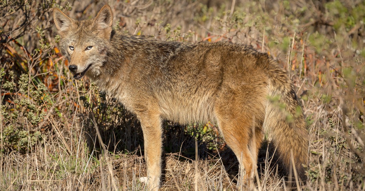 Recognizing Coyote Bite Marks Protecting Your Dog From Future Attacks - gk5ylqr