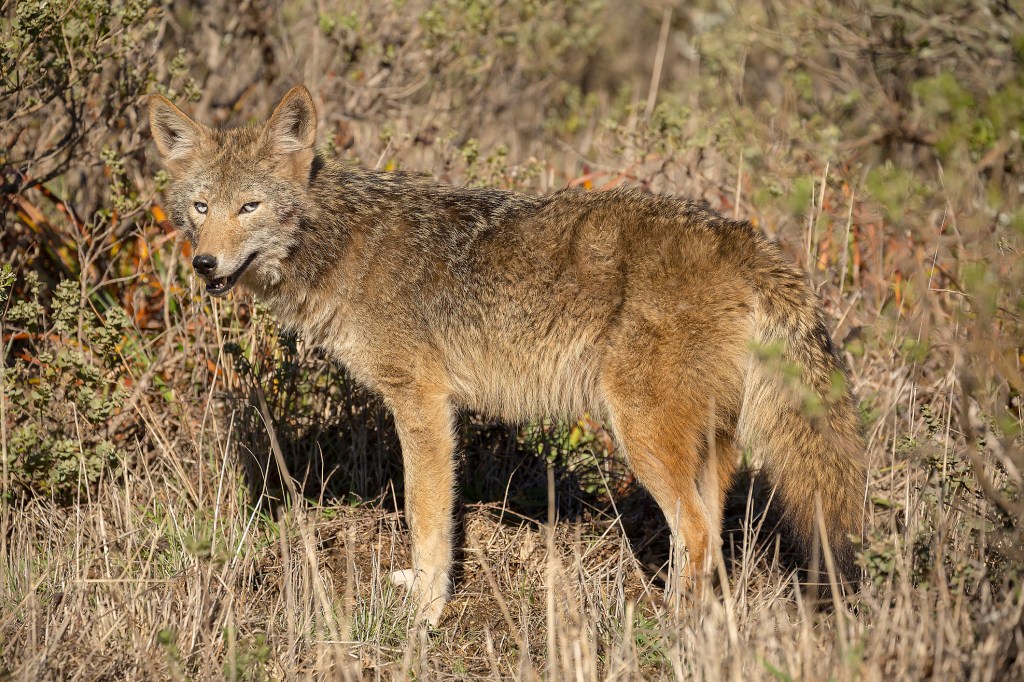 Coyote in the wild. Learn how to protect your dog from a coyote attack.