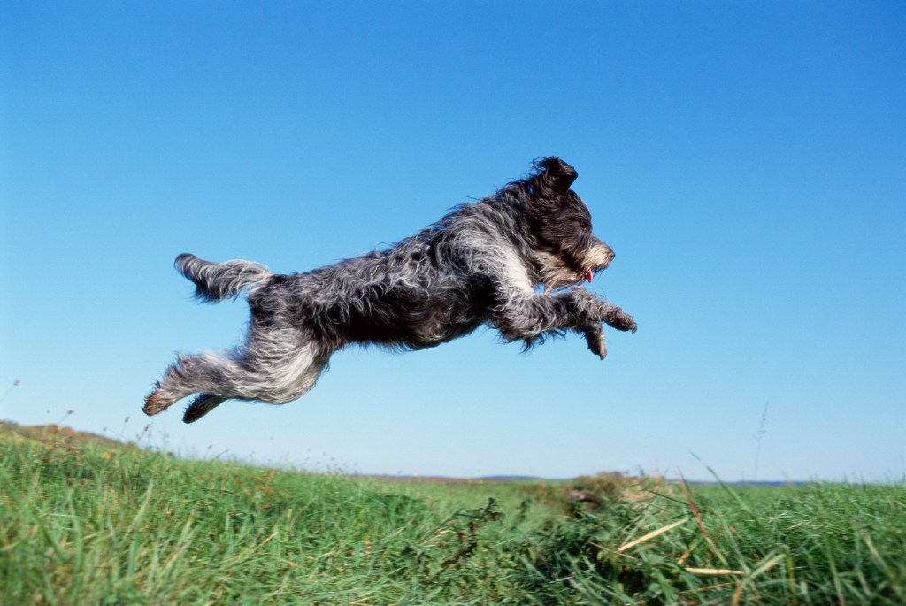 A Schapendoes dog leaps into the air above a field. 