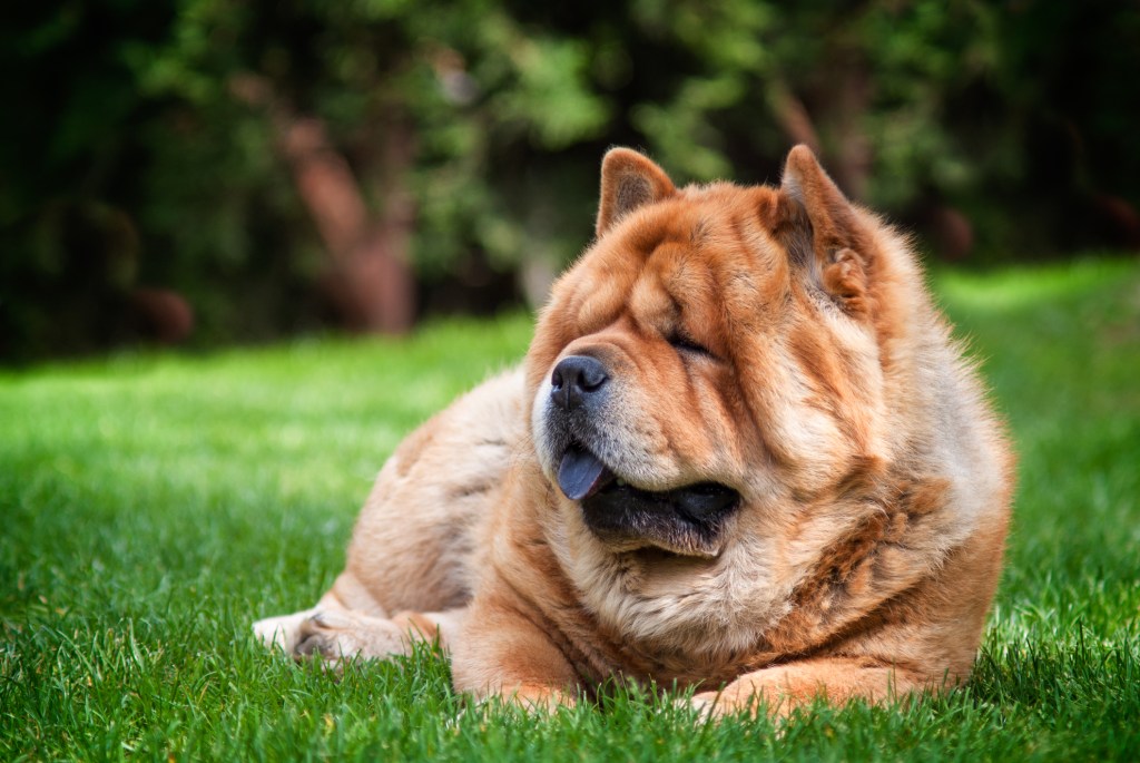 Cachorro Chow Chow sentado na grama, uma das raças de cães grandes mais preguiçosas e calmas.