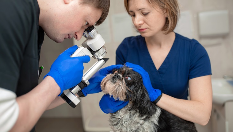 A veterinary ophthalmologist makes a medical procedure, examines the eyes of a dog with an injured eye and an assisent helps her to hold her head."r"nA veterinarian makes biomicroscopy using a slit lamp.