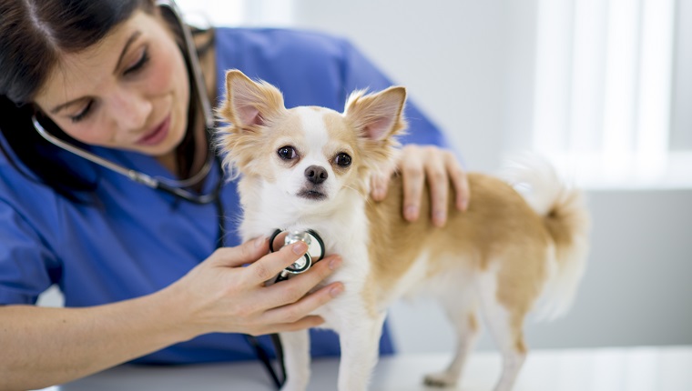 A vet is examining a chihuahua by listening to the dogs heartbeat.