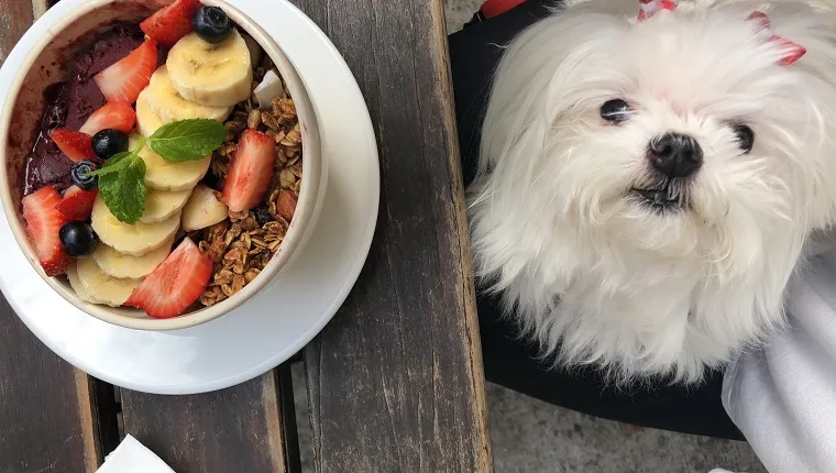 Can Dogs Eat Acai Berry? Are Acai Berries Safe for Dogs?